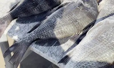 An Unforgettable Fishing Trip!