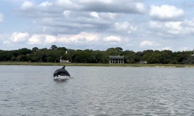 Dolphins Galore