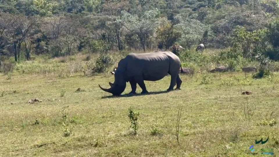 Save the Rhinos - SPARK Program - enChoice