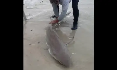 New Smyrna Beach Report Video 0