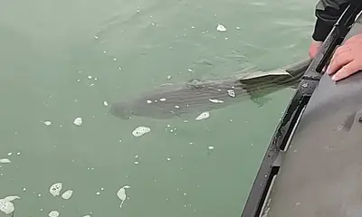 Mastic Видео отчет 2