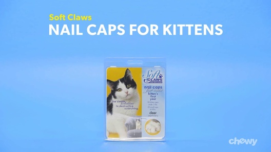 Cat Claw Caps and Covers: All You Need to Know - We Love Cats and Kittens