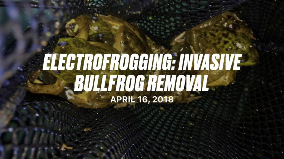 Electrofrogging: Zapping frogs on the front-line of invasion – The
