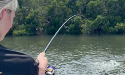 Palmetto Report Video 0