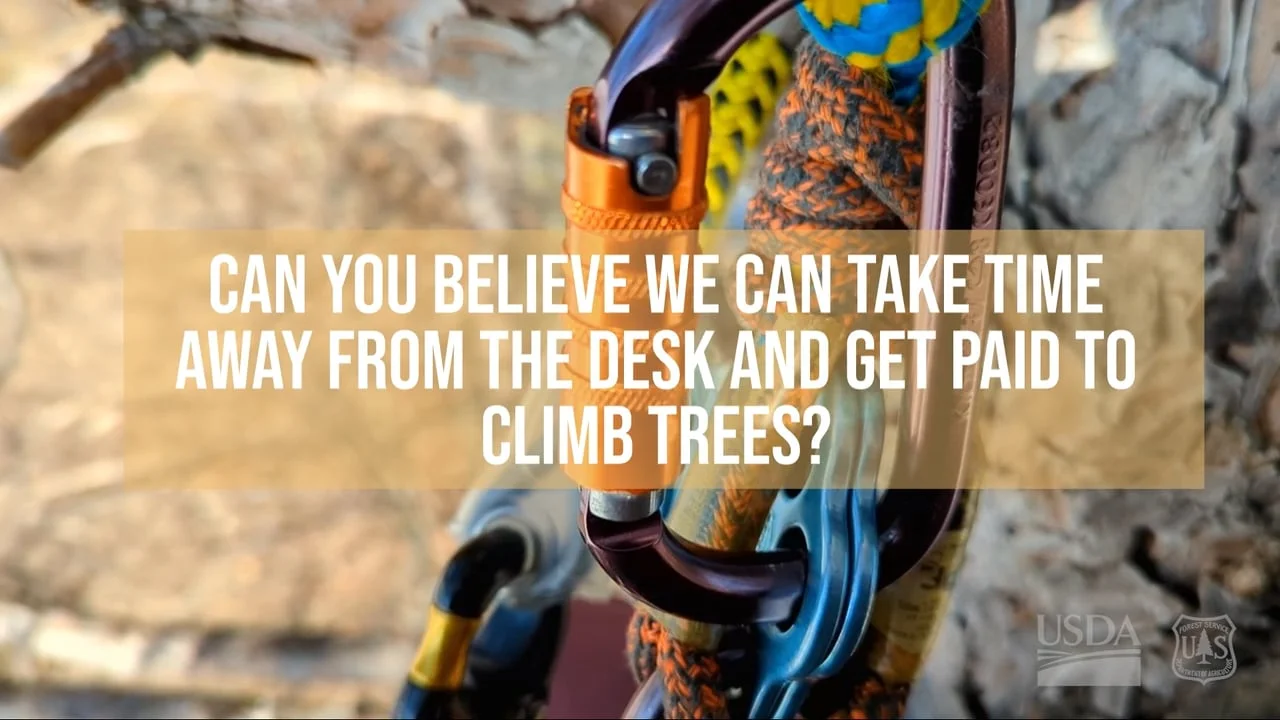 Let's climb a tree