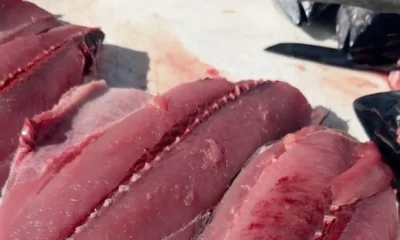 North Miami Verslag Video 0