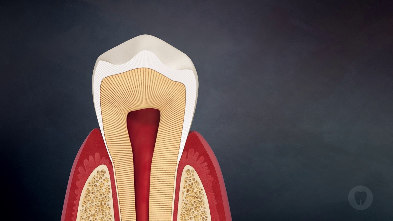 Anatomy Of A Tooth