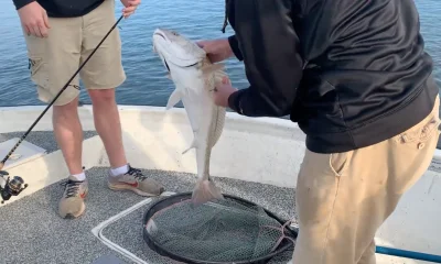 Mandeville Report Video 0