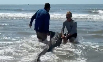 Shark fishing 