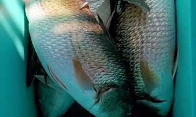 Calaveras Lake Report Video 1