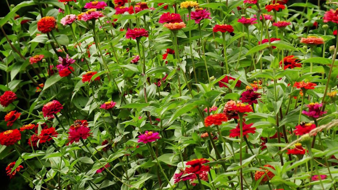 【レイズド・フォイル】渓間の声、ジニア(EN)1枚　Zinnia.Valleys Zinnia, Valley's Voice | Bloomburrow Commander Decks