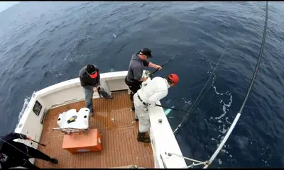 Sydney Report Video 0