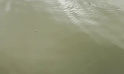 Lake Calcasieu Report Video 2