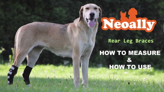 NEOALLY Rear Leg Dog Brace, X-Small 