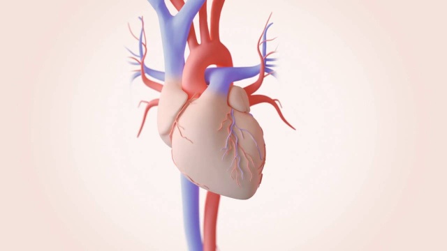 How the Healthy Heart Works