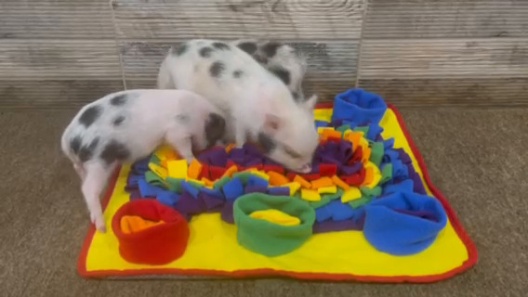 Piggy Poo and Crew Hide and Slide Snuffle Mat Treat Game