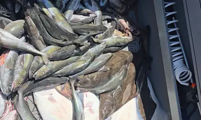 Sekiu Bericht Video 1