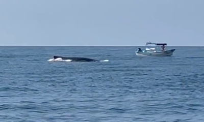 Exceeded our expectations! 