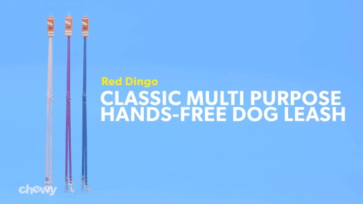 Play Video: Learn More About Red Dingo From Our Team of Experts