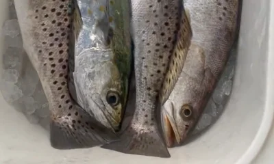 Cedar Key Report Video 0