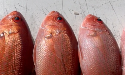 Orange Beach Report Video 0