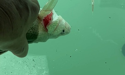 Port Clinton Report Video 0