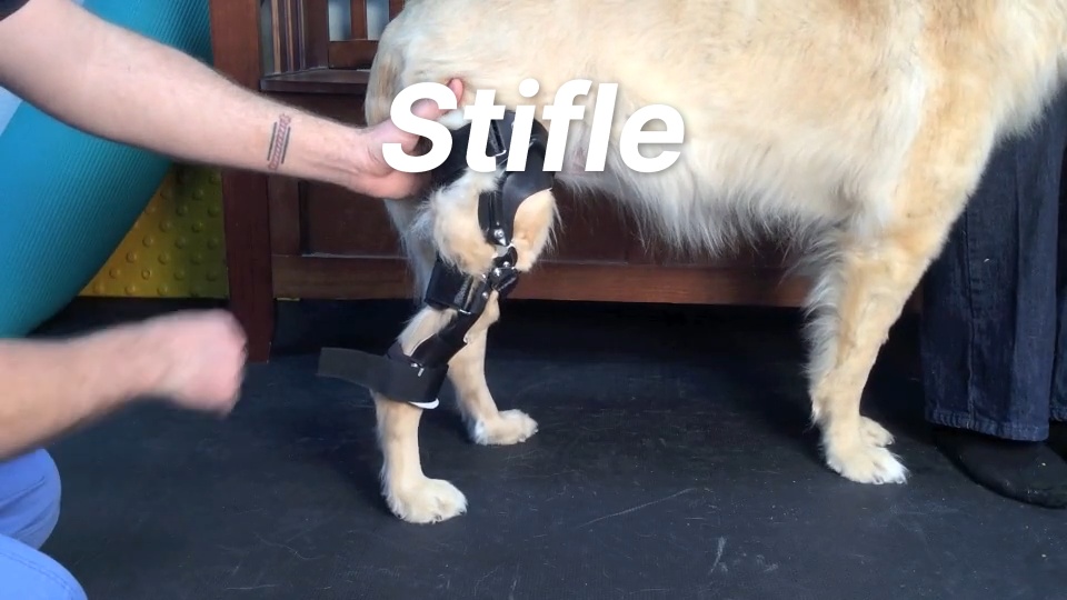 Orthopets stifle brace best sale