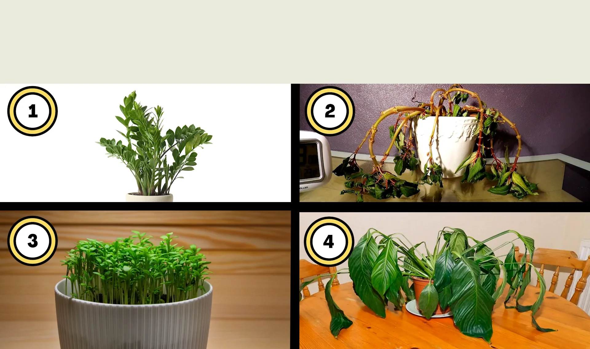 PlantSecrets-M1-V4-Act-pt1-s2