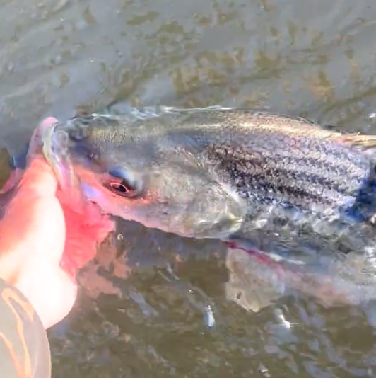 Business Card: Rockfish Capital Of The World