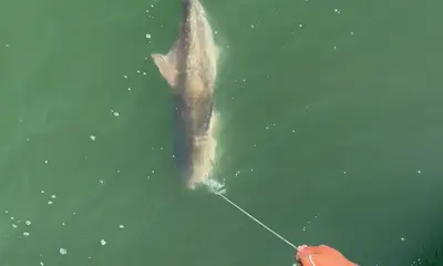 Gloucester Point Report Video 0