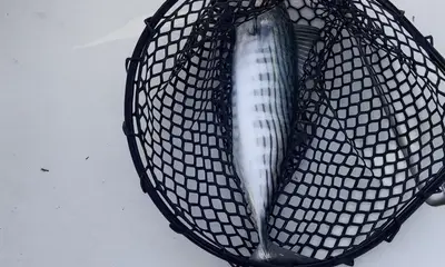 River Road Verslag Video 0