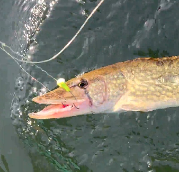 Business Card: Pickerel & Walleye