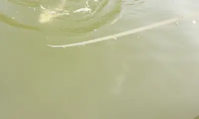 Ruskin Report Video 0