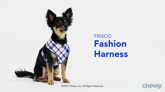 Play Video: Learn More About Frisco From Our Team of Experts