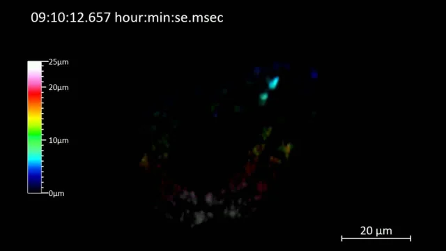 ZEISS Lattice Lightsheet 7 - C. elegans 2