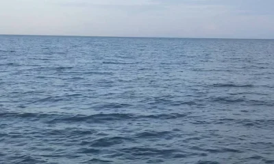 St. Bernard Report Video 1