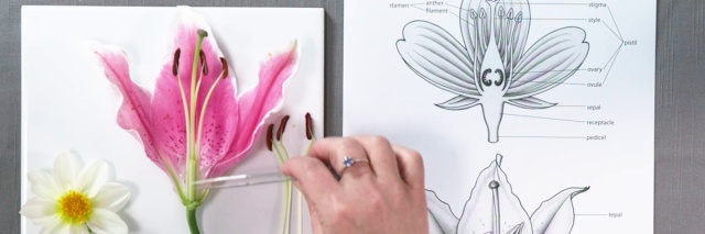 Red Rosebud - BEGINNERS & IMPROVERS BOTANICAL COLOURED PENCIL DRAWING ::  ONLINE COURSE