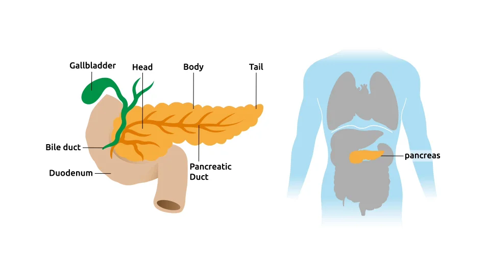 Pancreatic Duct Anatomy Biology Diagrams