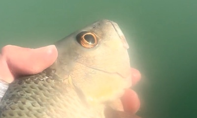 Indian Rocks Beach Verslag Video 0