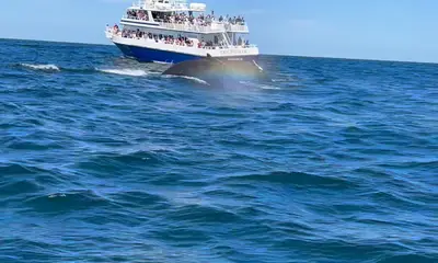 Provincetown Report Video 0
