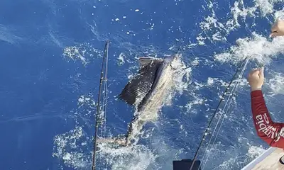 More Sailfish