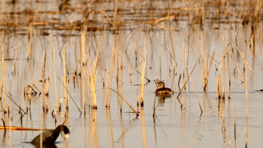 Purina Pro Plan Sport Small Bites All Life Stages High-Protein Lamb & Rice Formula Dry Dog Food