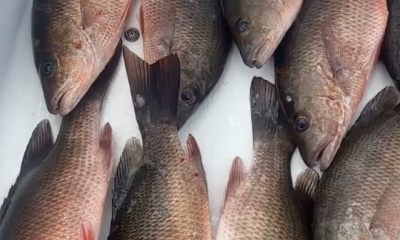 Punta Gorda Report Video 0