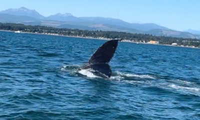 Campbell River Report Video 0