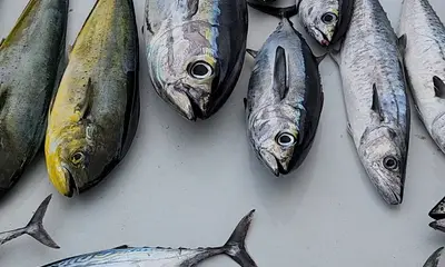 Pompano Beach Report Video 0