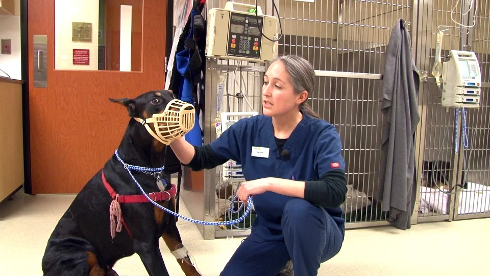 Does Keppra Cause Aggression In Dogs