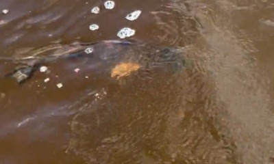 Punta Gorda Report Video 0