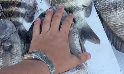 St. Augustine Report Video 0