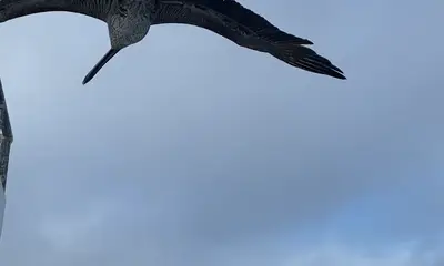 One Fish, 2 Fish, Parrot Fish