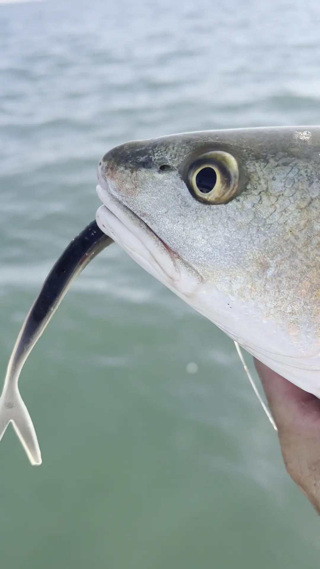 Business Card: Capt. Gus's Saltwater Adventures